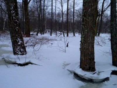 Švenčionių r., miške, rasti dviejų senolių kūnai  - Įvykiai ir kriminalas