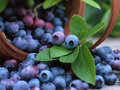 Экстракт черники поможет вылечить рак шейки матки - Это интересно