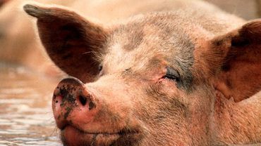 Из-за чумы в Литве утилизировано больше 10 тыс. свиней

