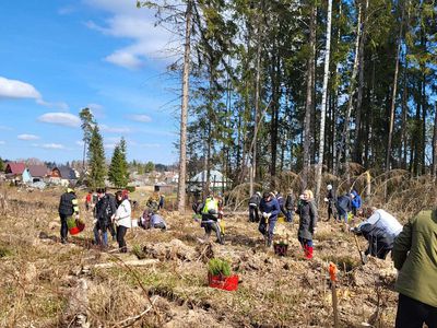 Prasidėjo pirmieji miškasodžiai: per dieną pasodinta beveik 44 tūkst. medelių - Įdomu žinoti