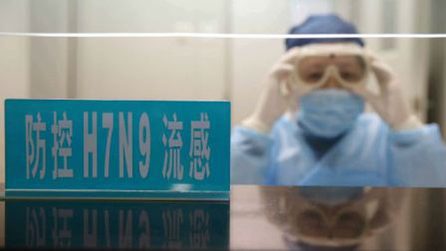 Стоит ли бояться волны птичьего гриппа? - В Мире