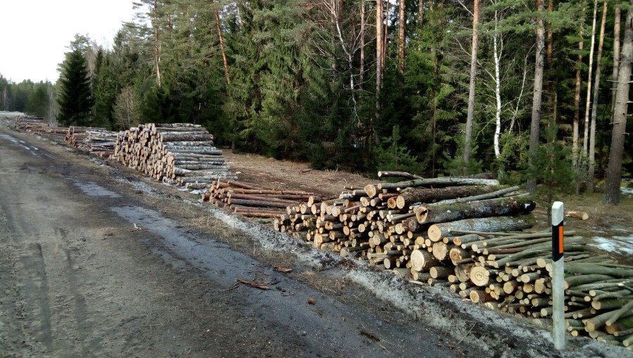 Лесничество государственных лесов обнародовало основные результаты деятельности - Литва и страны Балтии