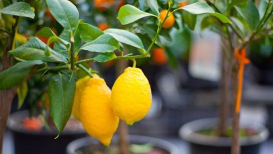 Лимонадная диета выводит шлаки из организма - Наука и здоровье