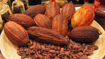 В следующем году вырастут мировые цены на какао                                