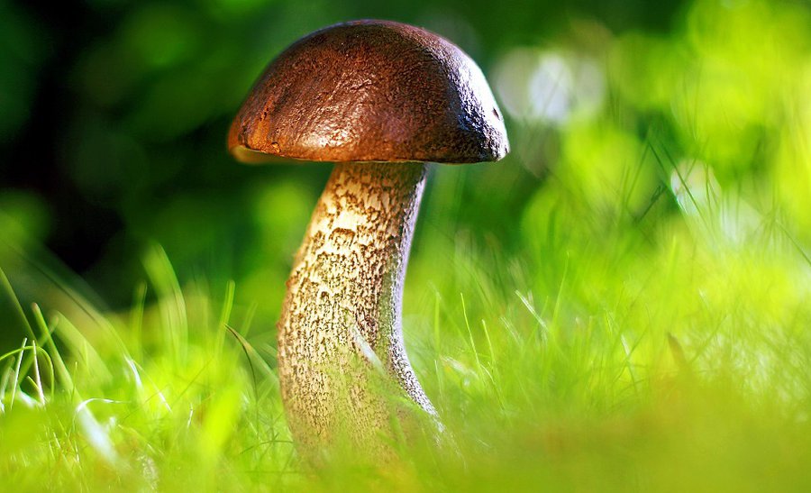 В Литве начался грибной сезон: грибники везут из леса полные корзины - Хобби, отдых и развлечения