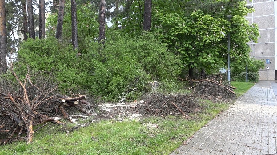 В Висагинасе начались работы по санитарной вырубке сухих, больных и опасных деревьев - В Висагинасе