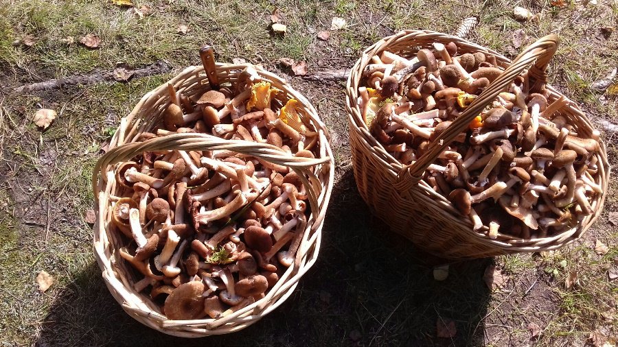 Фото № 16 конкурса «Осенние дары леса» - Конкурсы для читателей