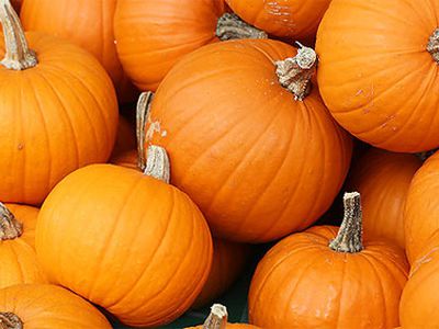 Специалисты выявили пользу тыквы для домашних питомцев - Наука и здоровье