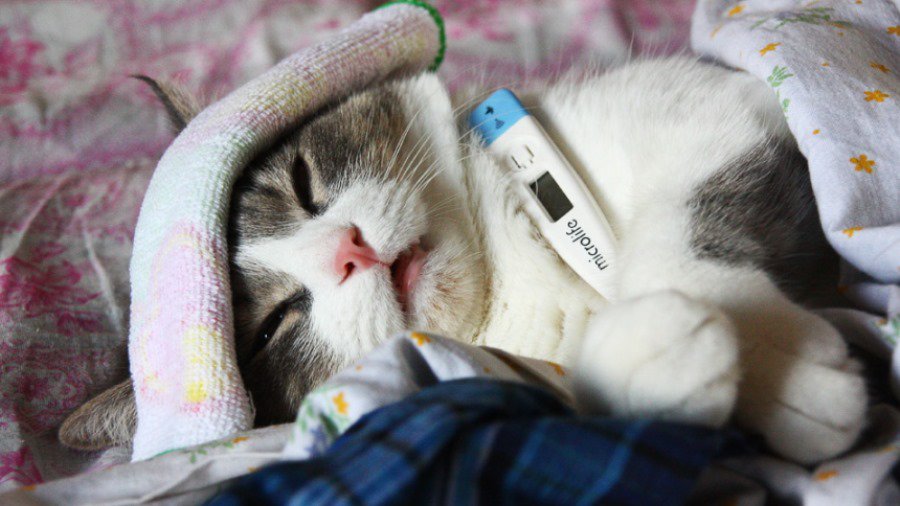 В Висагинасе порог заболеваемости не превышен - В Висагинасе