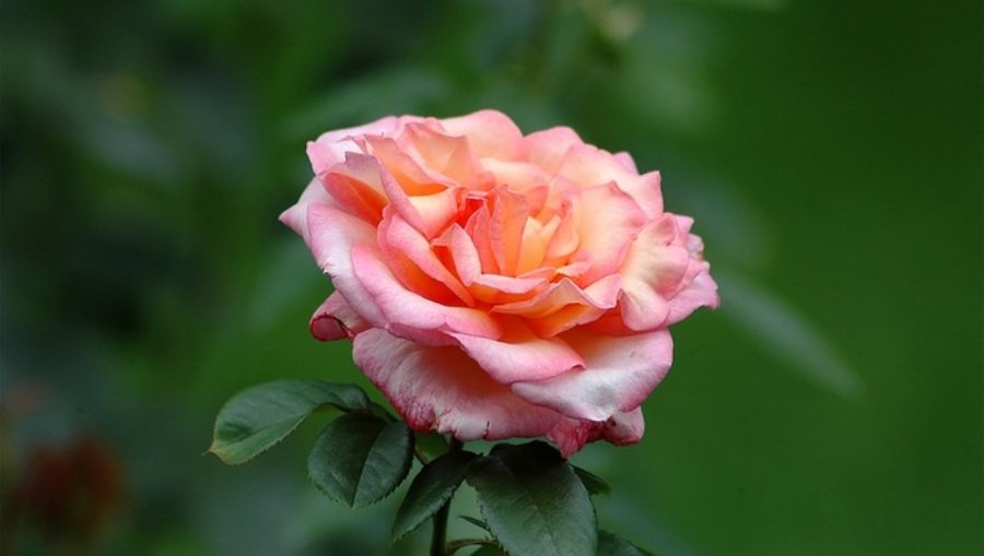 Сегодня - Международный день Босса - Поздравления