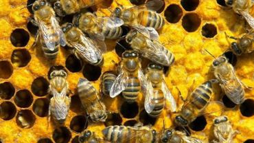 Обама предложил выделить 50 млн долларов на спасение пчел