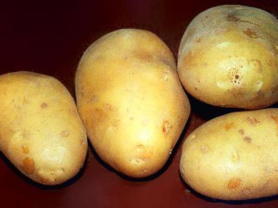 Литовские села находятся на грани исчезновения – эксперты - Литва и страны Балтии