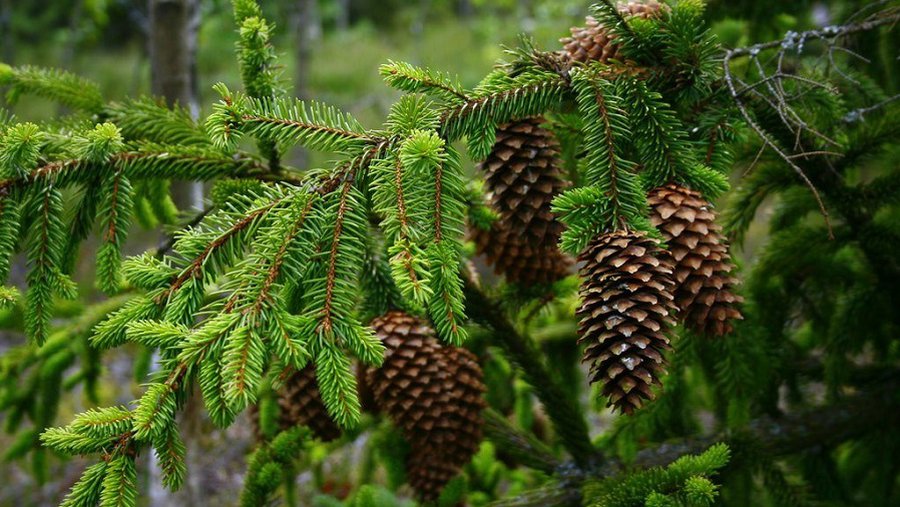 Принеси Рождество в свой дом - В Висагинасе