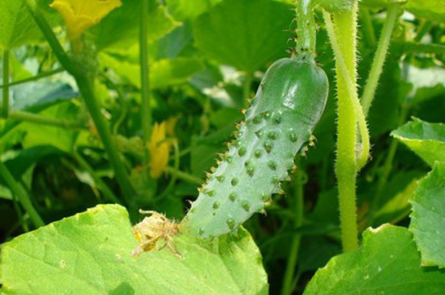 Как страны Европы реагируют на «огуречную» эпидемию - Наука и здоровье