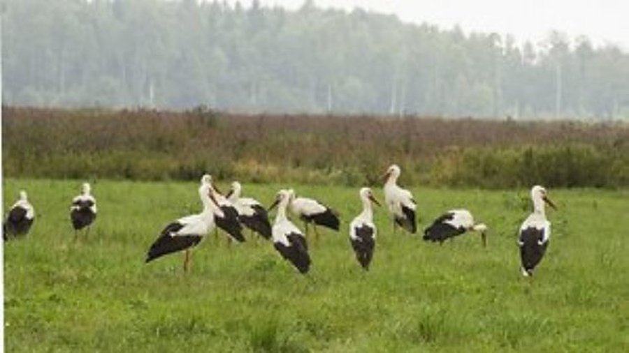 Лето будет на один месяц длиннее  - Наука и здоровье