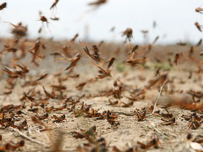 Из-за нашествия саранчи в шести районах Башкирии введен режим ЧС - В Мире