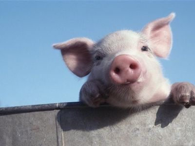 Из-за африканской свиной чумы будут проверять багаж и из России
 - В Мире