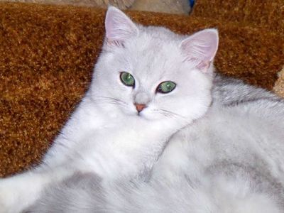 Участник № 34 конкурса «Мой домашний любимец» - Конкурсы для читателей