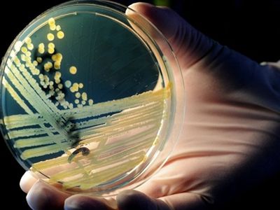 Следы смертельных овощей ведут в Германию - В Мире