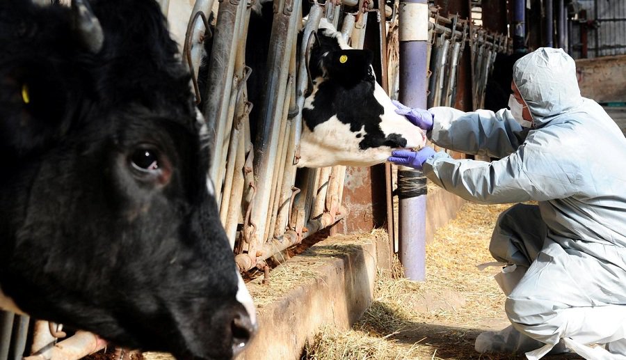В Венгрии зафиксирована вспышка ящура - В Мире