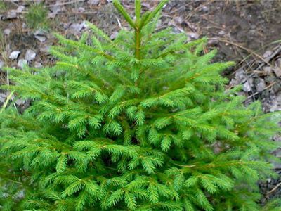 Можно ли срубить елочку в лесу? - В Висагинасе