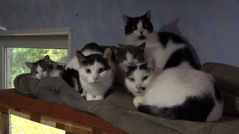 Неравнодушие спасает жизни: приют «Gyvūnų šansas» (видео)