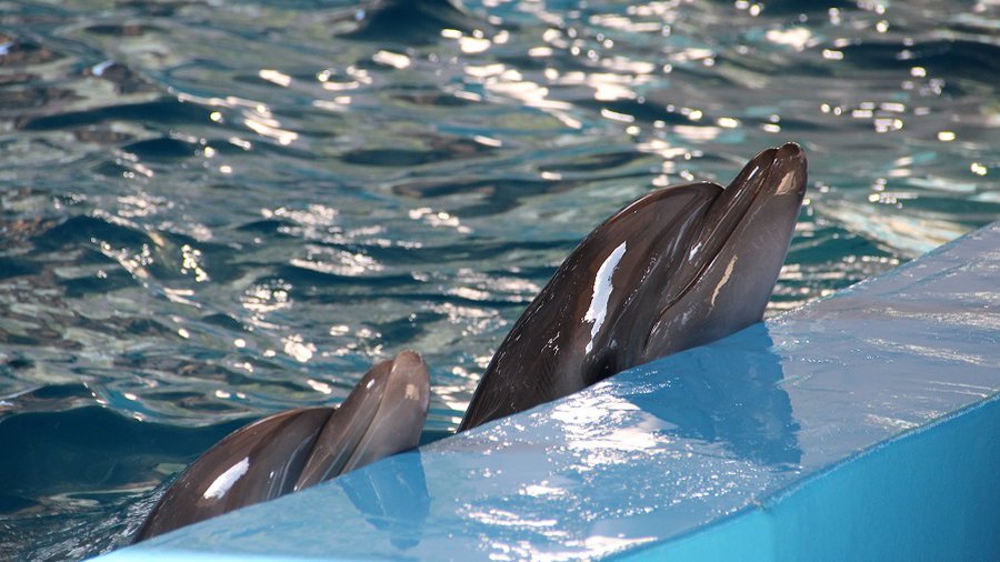 Морской музей Литвы: небывалые потери в 2020 году и оптимистичные планы на будущее - Хобби, отдых и развлечения