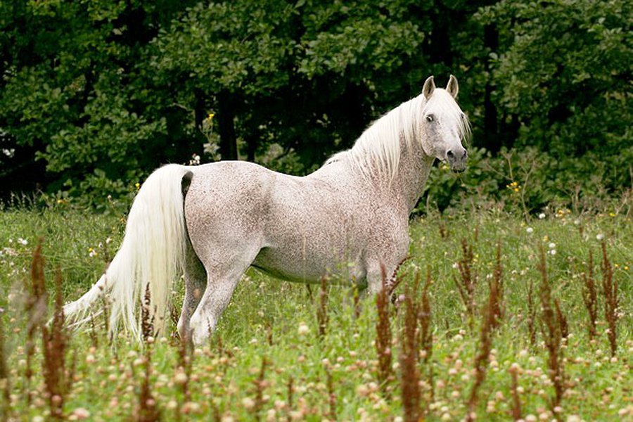 Конец «атомной» Литвы: Литва за неделю - Литва и страны Балтии