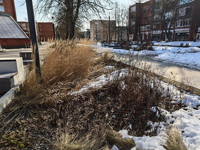 Скоро ли появятся цветы на клумбах и газонах? - В Висагинасе