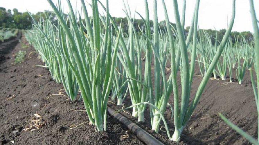 Последствия стихий: урожая лука - самый низкий с 2006 года - Литва и страны Балтии