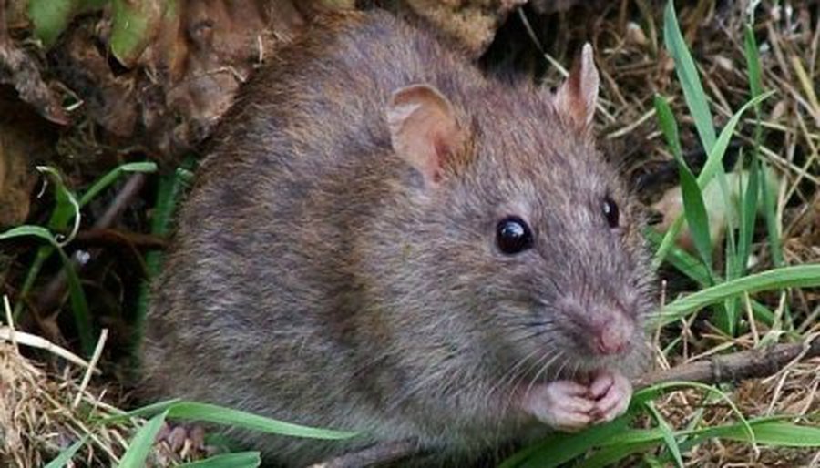 В Китае под видом говядины и баранины продавали мясо крыс и лис
 
 - В Мире