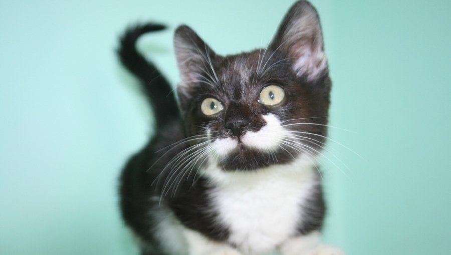 Хотим в семью! - В Висагинасе