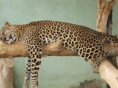 Литовские компании из-за тропической жары устраивают сиесты
 - Хобби, отдых и развлечения