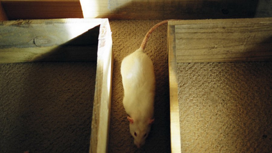 Привычки животных помогут исследовать человеческое бессознательное - Наука и здоровье