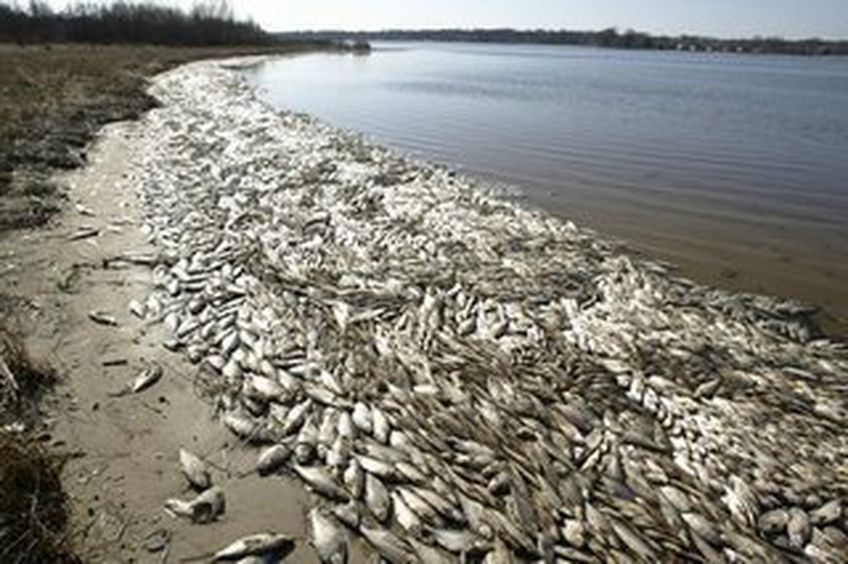 Морское побережье у Клайпеды усеяно тоннами рыбы                                         