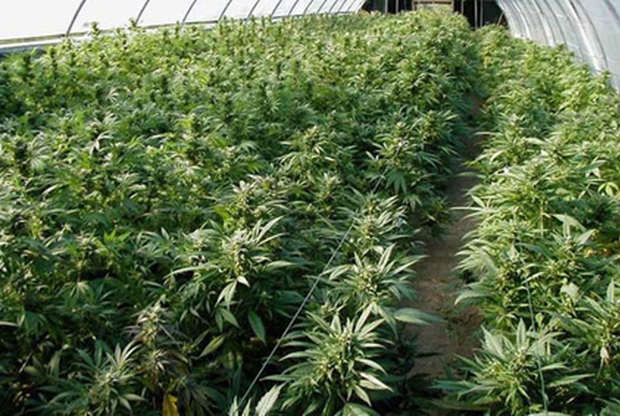 В Испании вышла детская книга о марихуане                                 - Хобби, отдых и развлечения