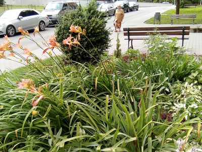 Объявлен смотр цветников и балконов - В Висагинасе