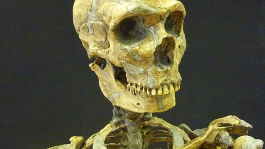 А давайте клонируем неандертальца! - Наука и здоровье