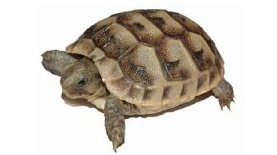 Взлетно-посадочную полосу аэропорта JFK в Нью-Йорке «перекрыли» 78 черепах - Хобби, отдых и развлечения