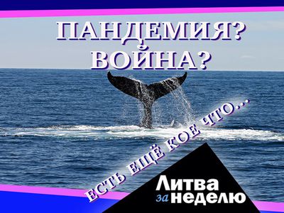 Построить крепость и привыкнуть к осаде: Литва за неделю (видео) - Литва и страны Балтии