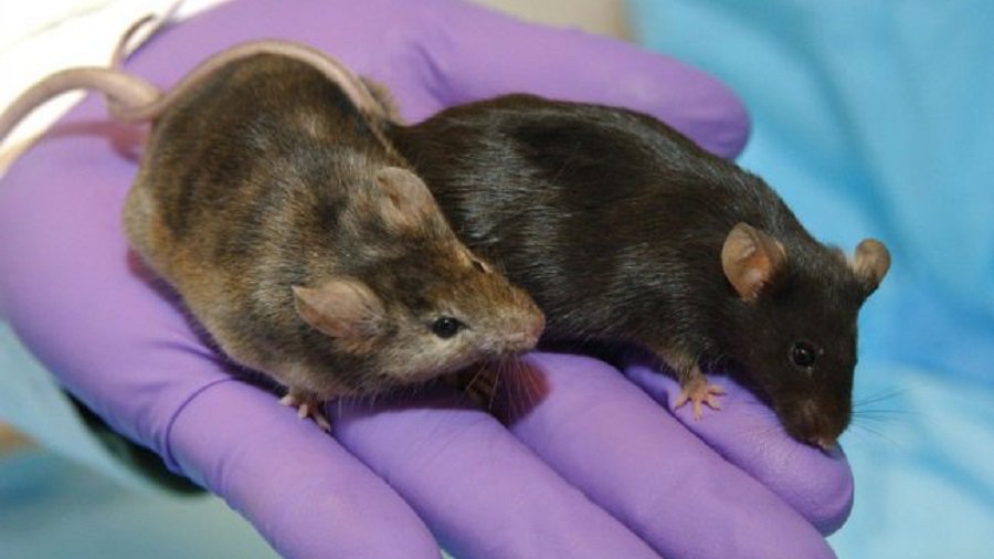 Спорный метод омоложения организма привлек миллионы долларов, несмотря на отсутствие доказательств - Наука и здоровье