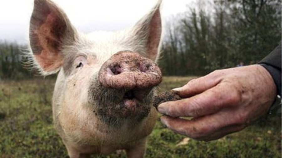 На границе с Белоруссией начинается дезинфекция автомобилей и людей, но угроза свиной чумы не исчезает - В Мире