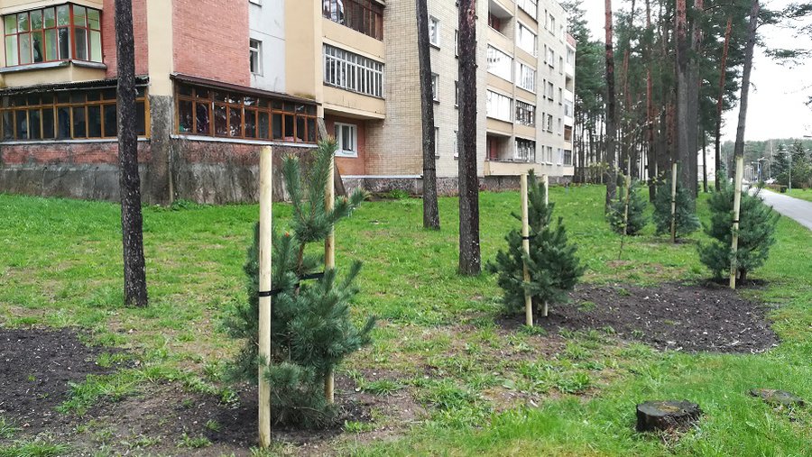 Посадка сосенок вместо деревьев, вырубленных при реконструкции теплотрассы - В Висагинасе