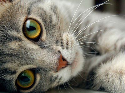 Коты воспринимают людей как больших котов - Хобби, отдых и развлечения