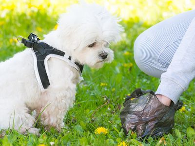 15 апреля начнется акция «Будь ответственным за своего питомца» - В Висагинасе