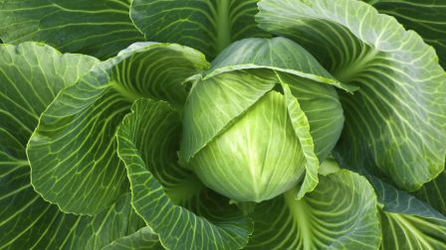 Капуста — лучший источник витаминов и минералов - Наука и здоровье