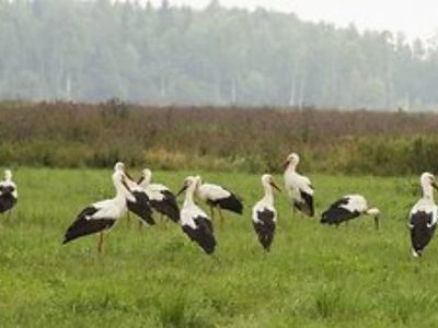 Лето будет на один месяц длиннее  - Наука и здоровье