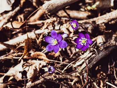 Прогноз на весну: в Литве будет серо и холодно - Литва и страны Балтии