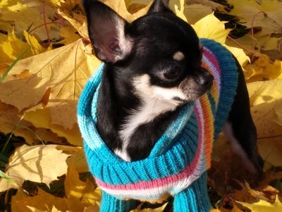 Участник № 64 конкурса «Мой домашний любимец» - Конкурсы для читателей