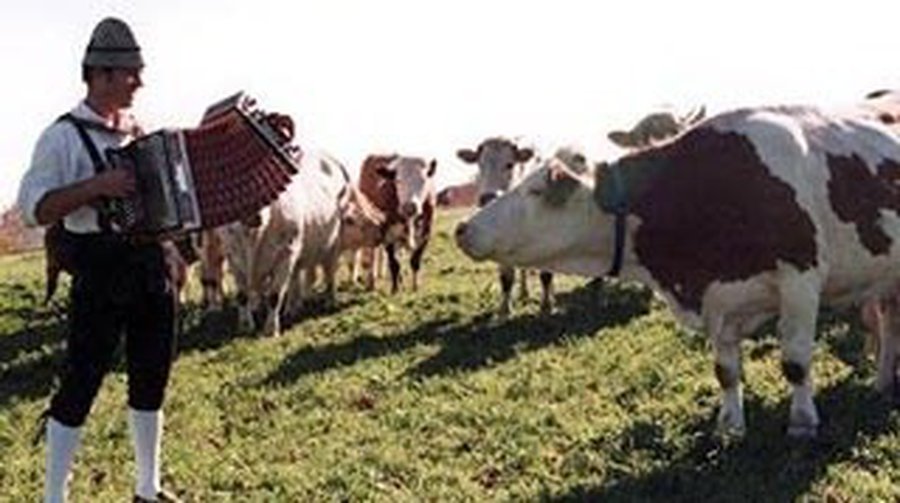 Музыка для коров - Культурные и спортивные мероприятия